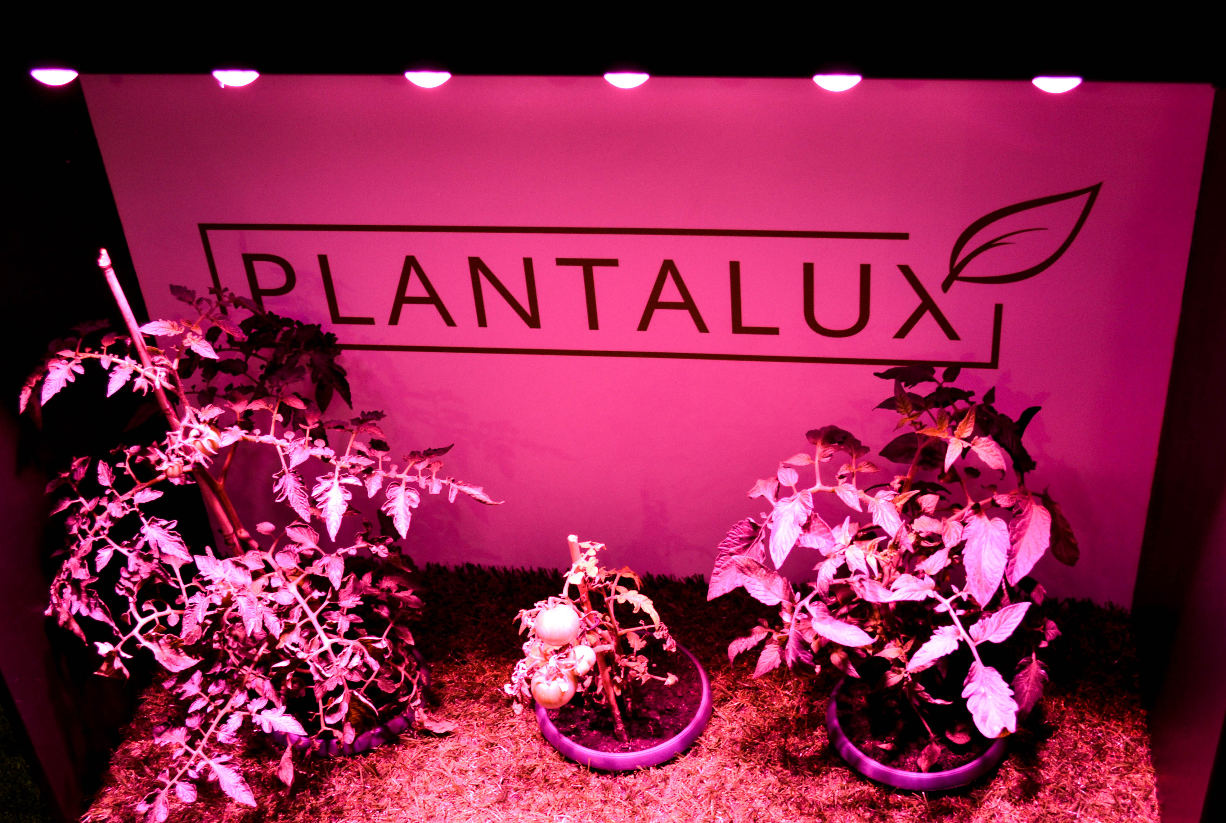 oprawy LED COB do doświetlania roślin 